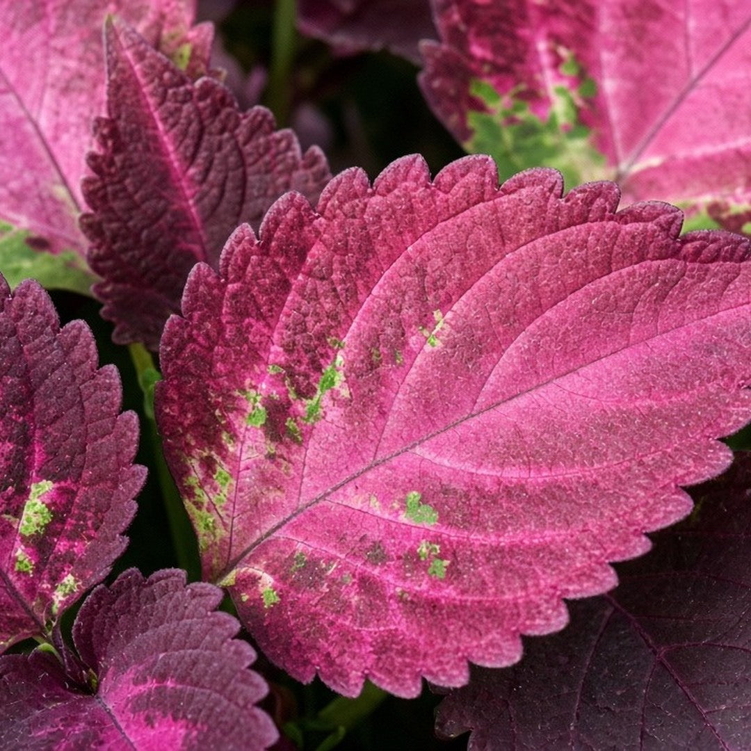 Coleus 'Florida Sun Rose' live plant from Florida Plants Nursery