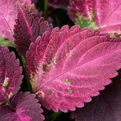 Coleus 'Florida Sun Rose' live plant from Florida Plants Nursery