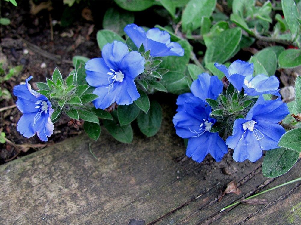 Evolvulus 'Blue Daze' live plant ready to ship