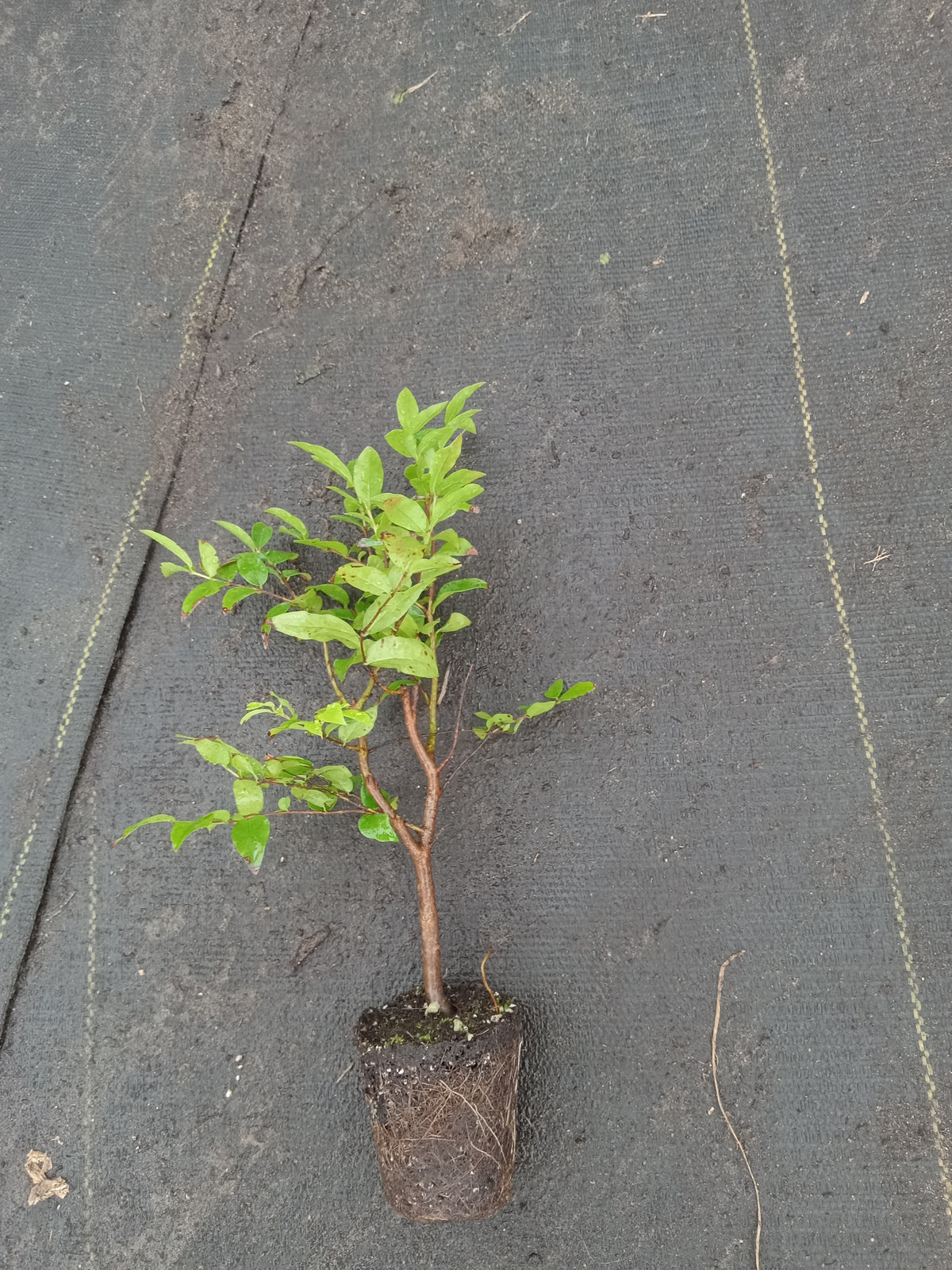 Jaboticaba (Brazilian Grape Tree) live plant for sale