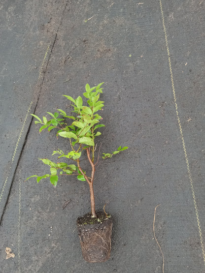 Jaboticaba (Brazilian Grape Tree) live plant for sale