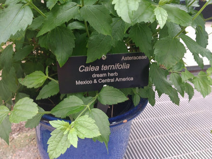 Mexican Dream Herb live plant for sale