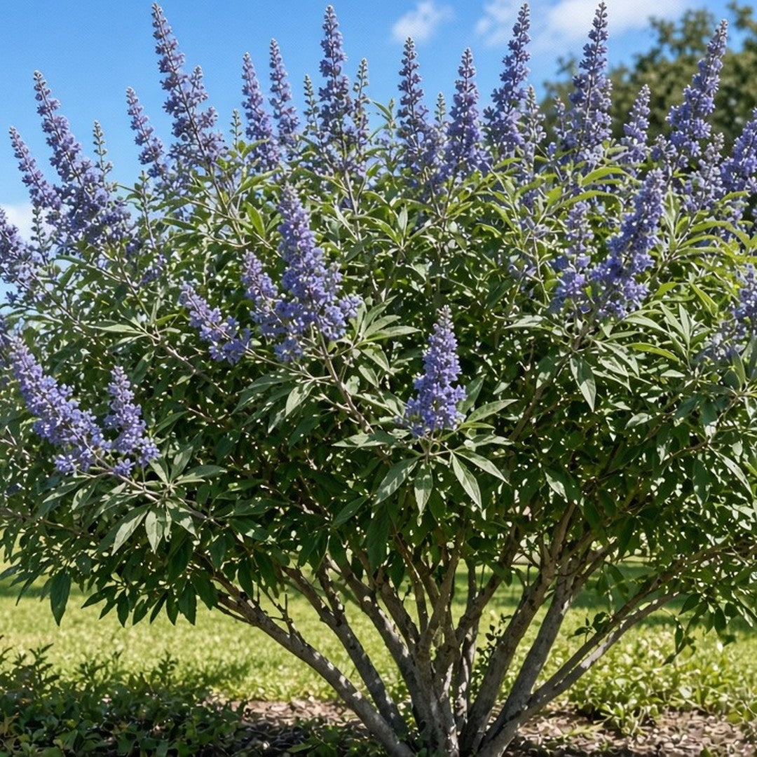 Vitex 'Shoal Creek' (Chaste Tree) live plant for sale