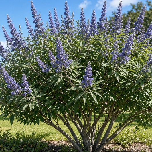 Vitex 'Shoal Creek' (Chaste Tree) live plant for sale