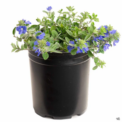 Evolvulus 'Beach Bum Dwarf' live plant ready to ship