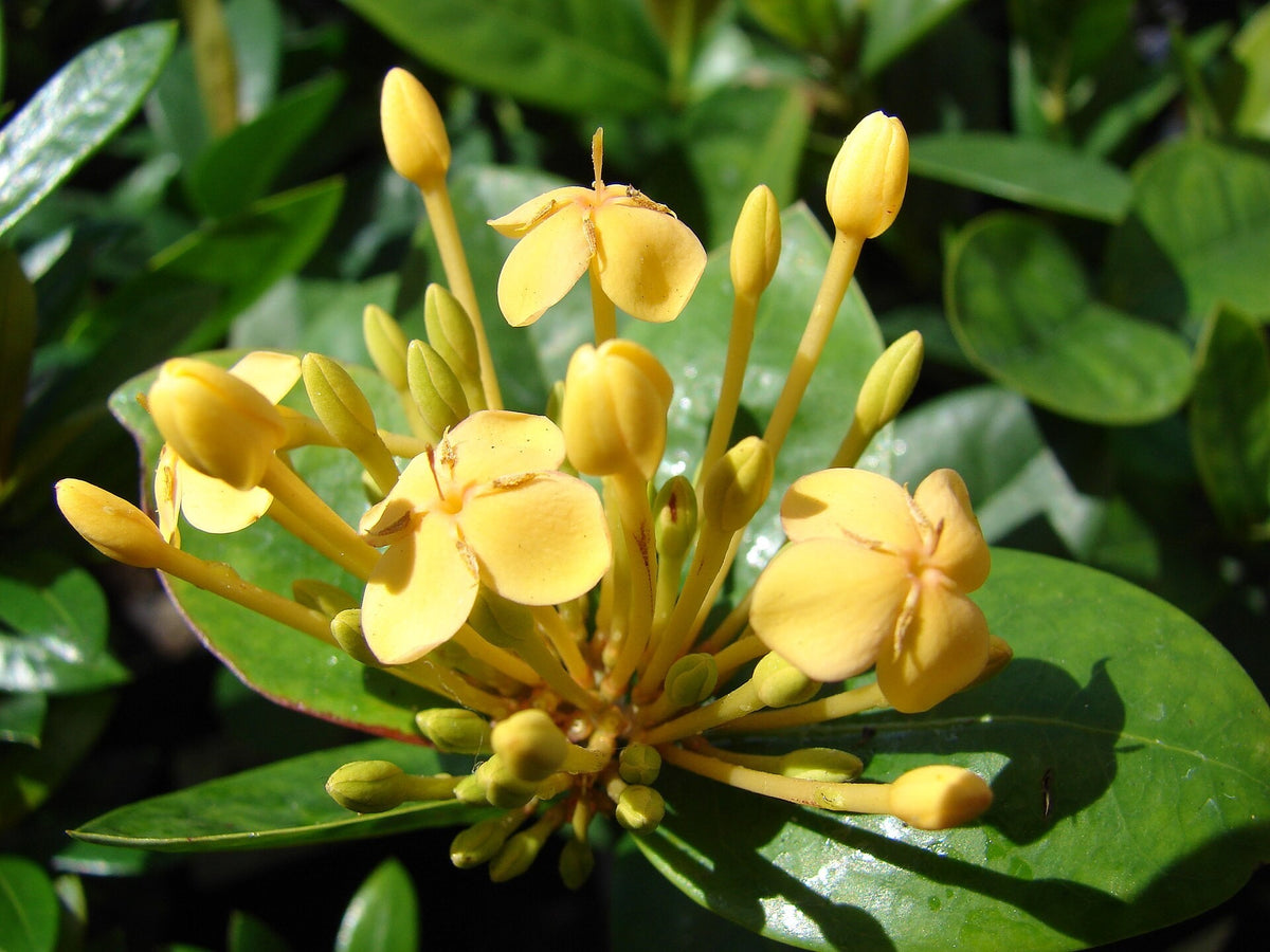 Ixora 'Maui Yellow' live plant for sale
