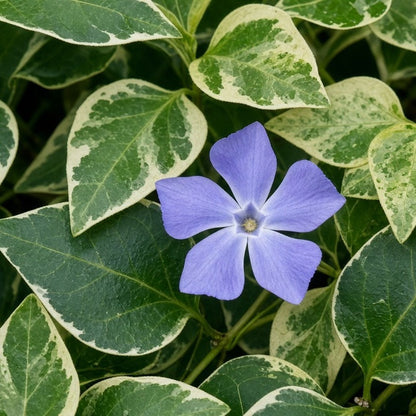 Vinca 'Mojo Variegated' live plant for sale