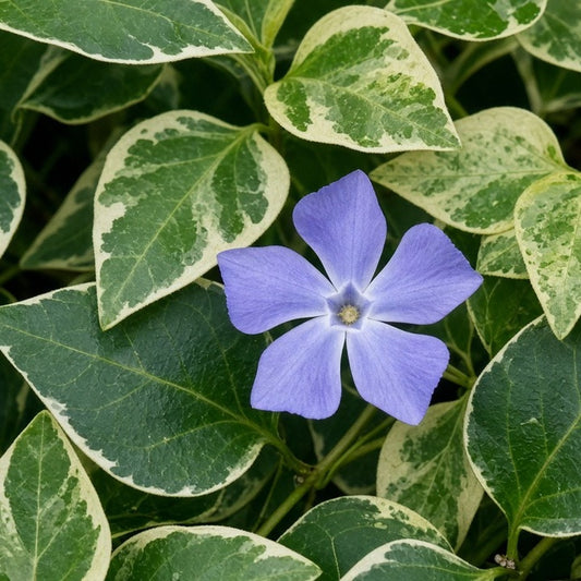 Vinca 'Mojo Variegated' live plant for sale
