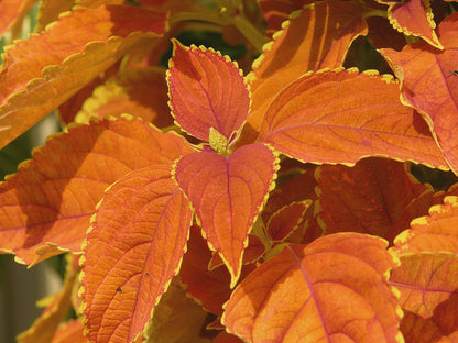 Coleus 'Rustic Orange' live plant ready to ship