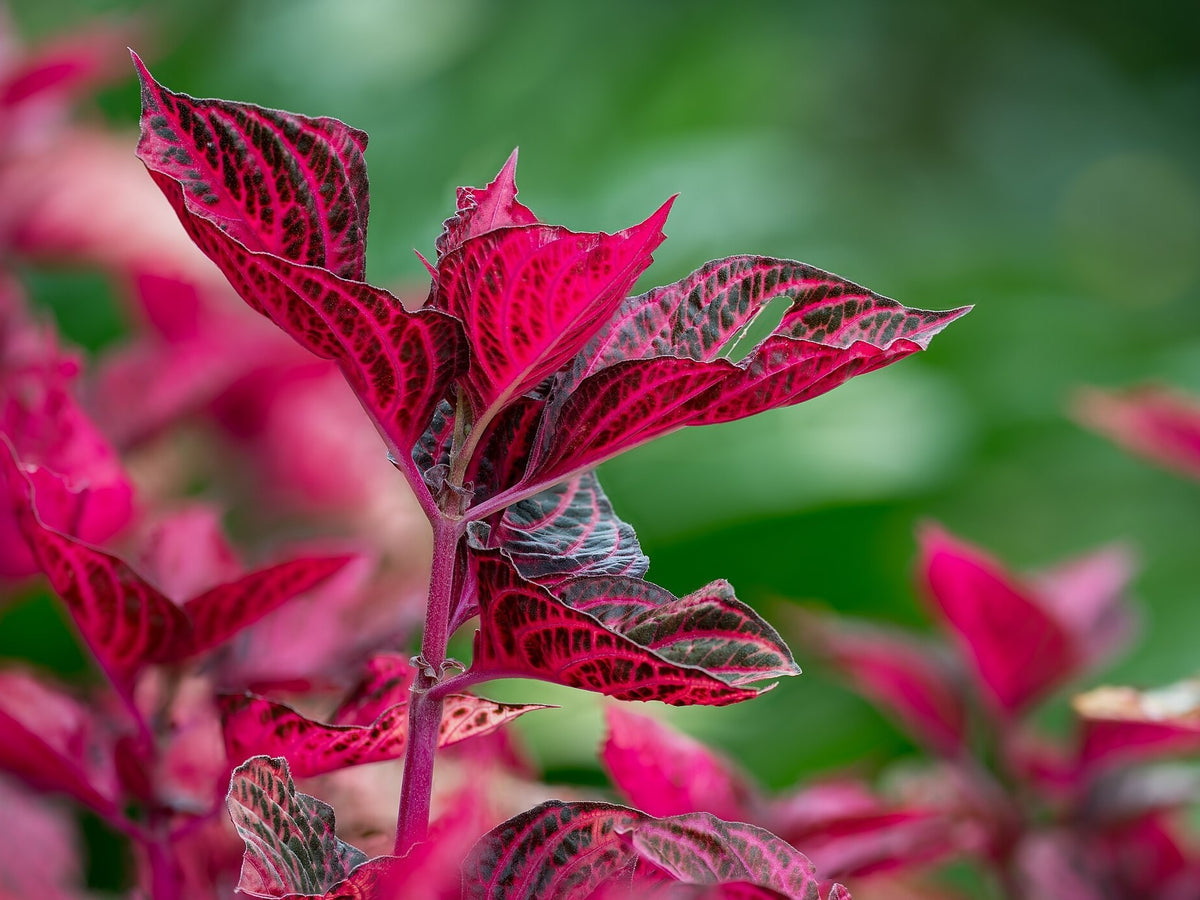 Iresine 'BloodLeaf' live plant ready to ship