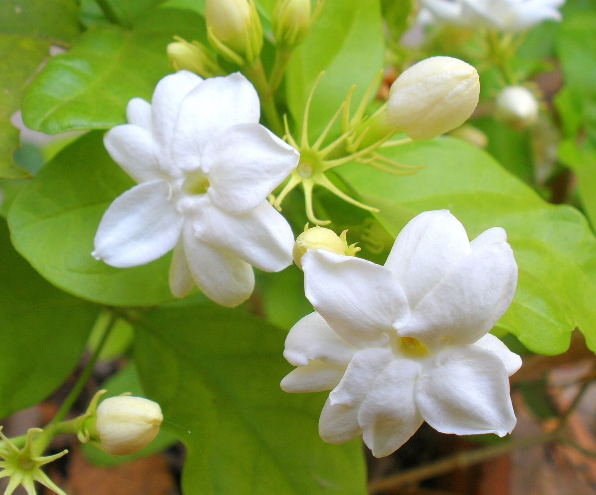 Jasminum sambac 'Mysore Mullai' live plant pack of 2