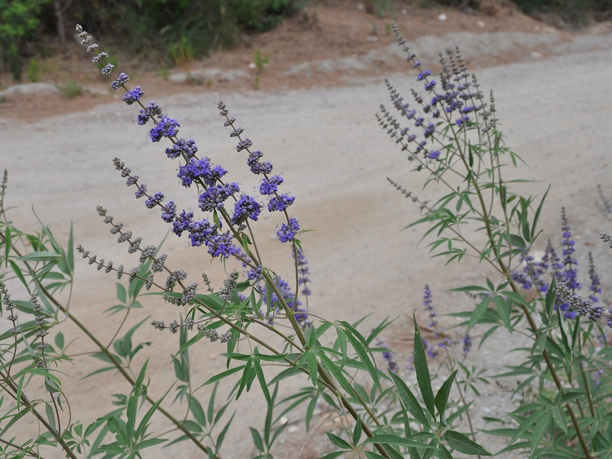 Vitex 'Shoal Creek' (Chaste Tree) live plant ready to ship