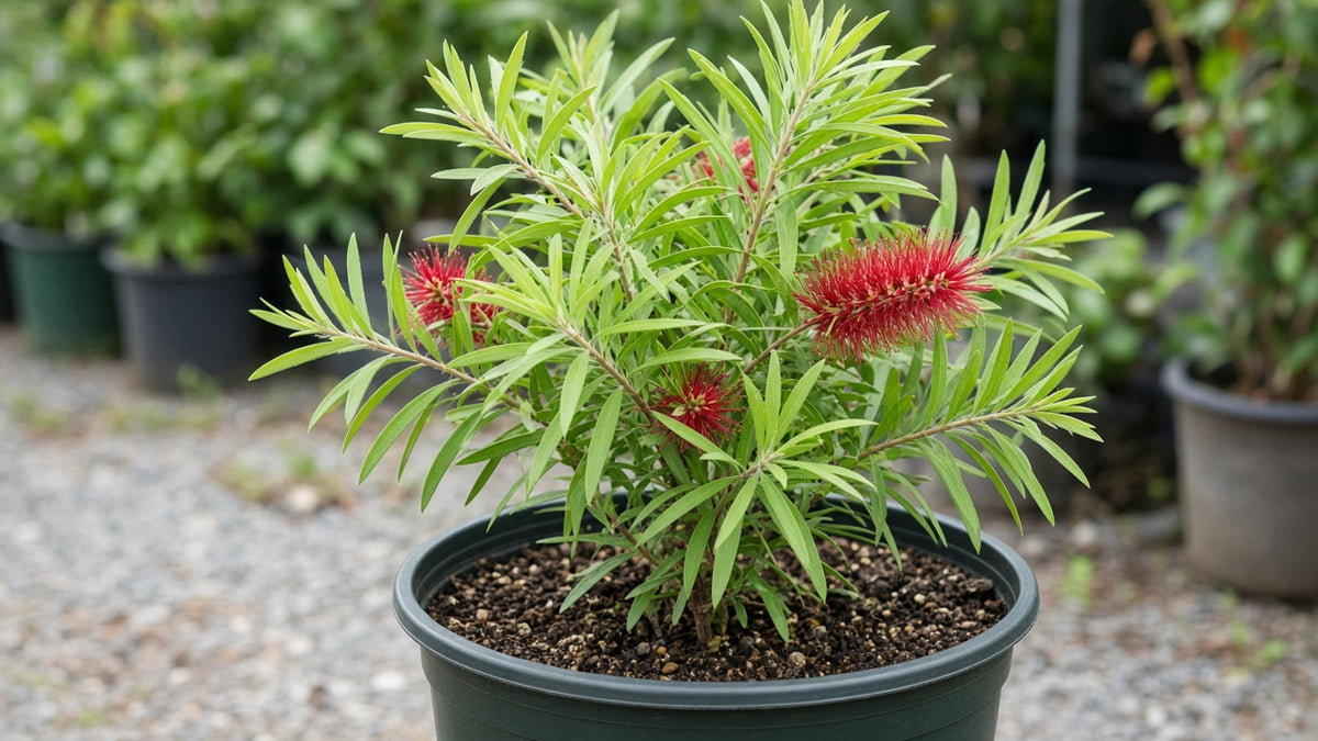 Weeping Bottlebrush (Callistemon viminalis) live plant from Florida Plants Nursery