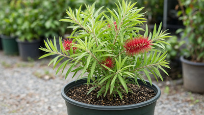 Weeping Bottlebrush (Callistemon viminalis) live plant from Florida Plants Nursery