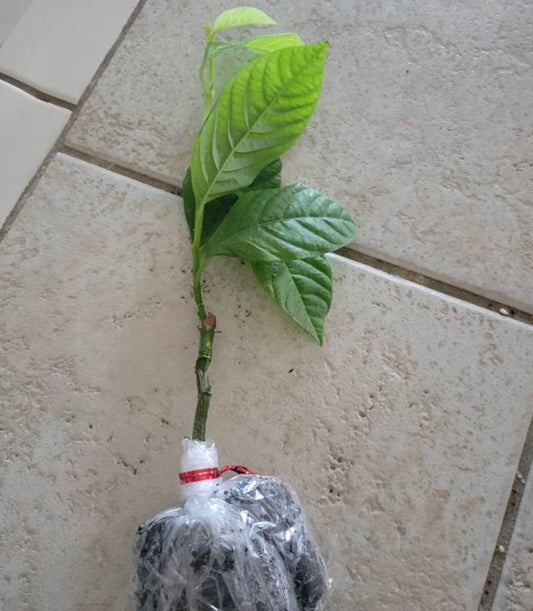Passiflora edulis 'Sweet Sunrise' bare-root starter plant