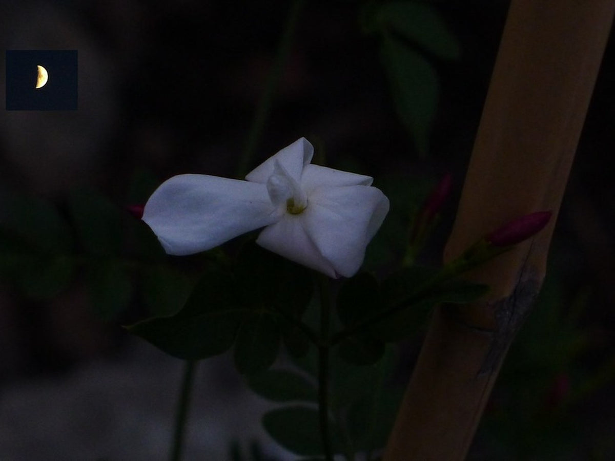Jasminum officinale 'Flore Pleno' Poet's Jasmine live plant ready to ship
