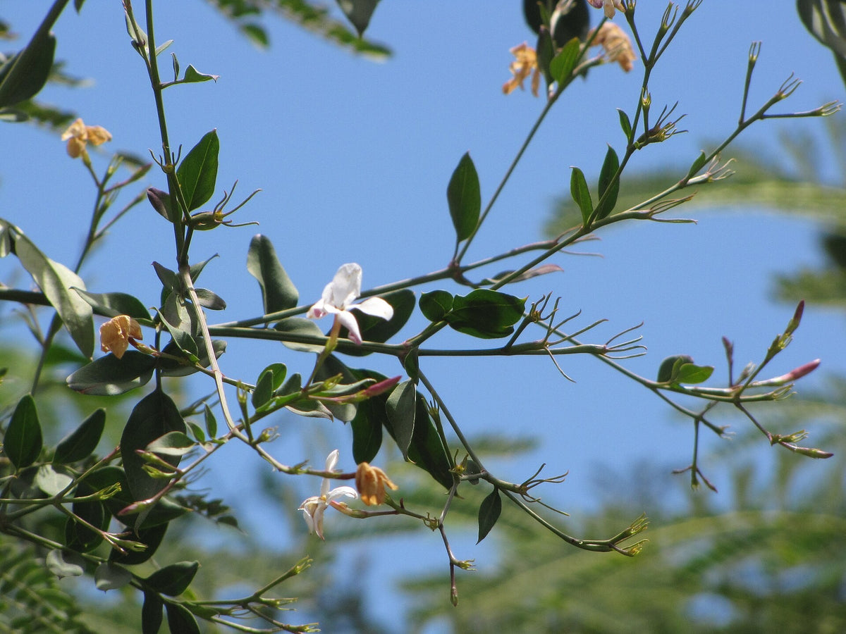 Jasminum grandiflorum 'Poet's Jasmine' live plant pack of 2