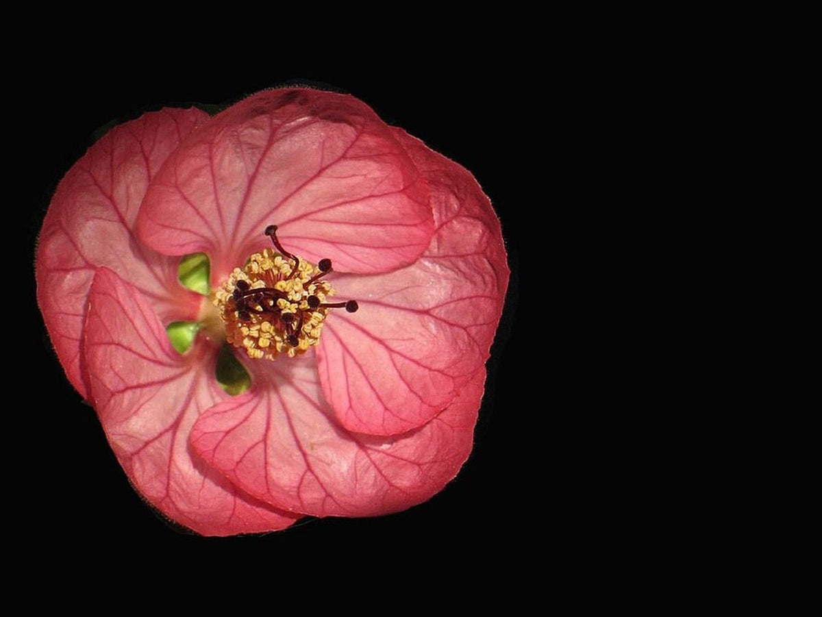 Abutilon 'Pink' (Flowering Maple) live plant from Florida Plants Nursery