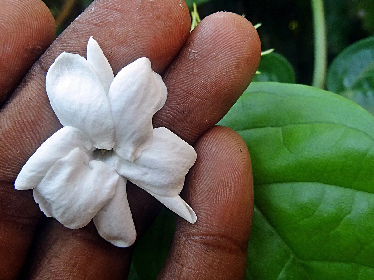 Jasminum sambac 'Mysore Mullai' live plant for sale