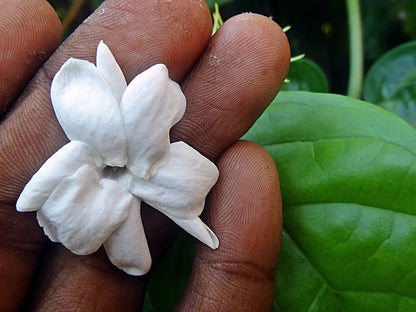 Jasminum sambac 'Mysore Mullai' live plant for sale