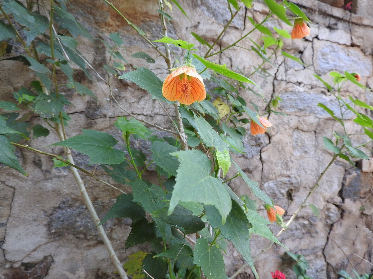 Abutilon 'Apricot' (Flowering Maple) live plant for sale