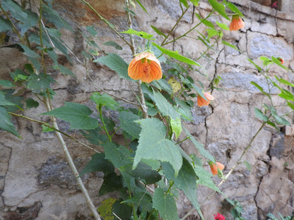 Abutilon 'Apricot' (Flowering Maple) live plant for sale
