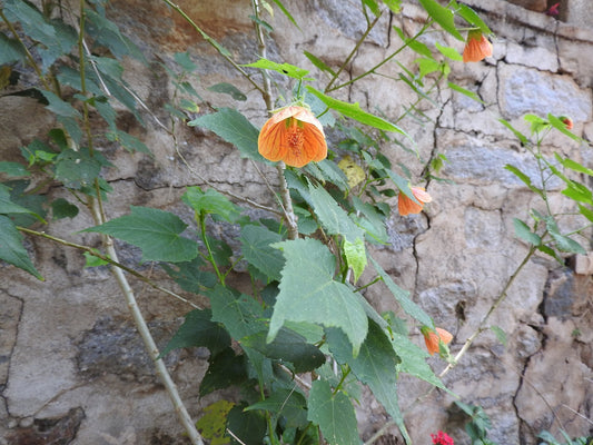 Abutilon 'Apricot' (Flowering Maple) live plant for sale