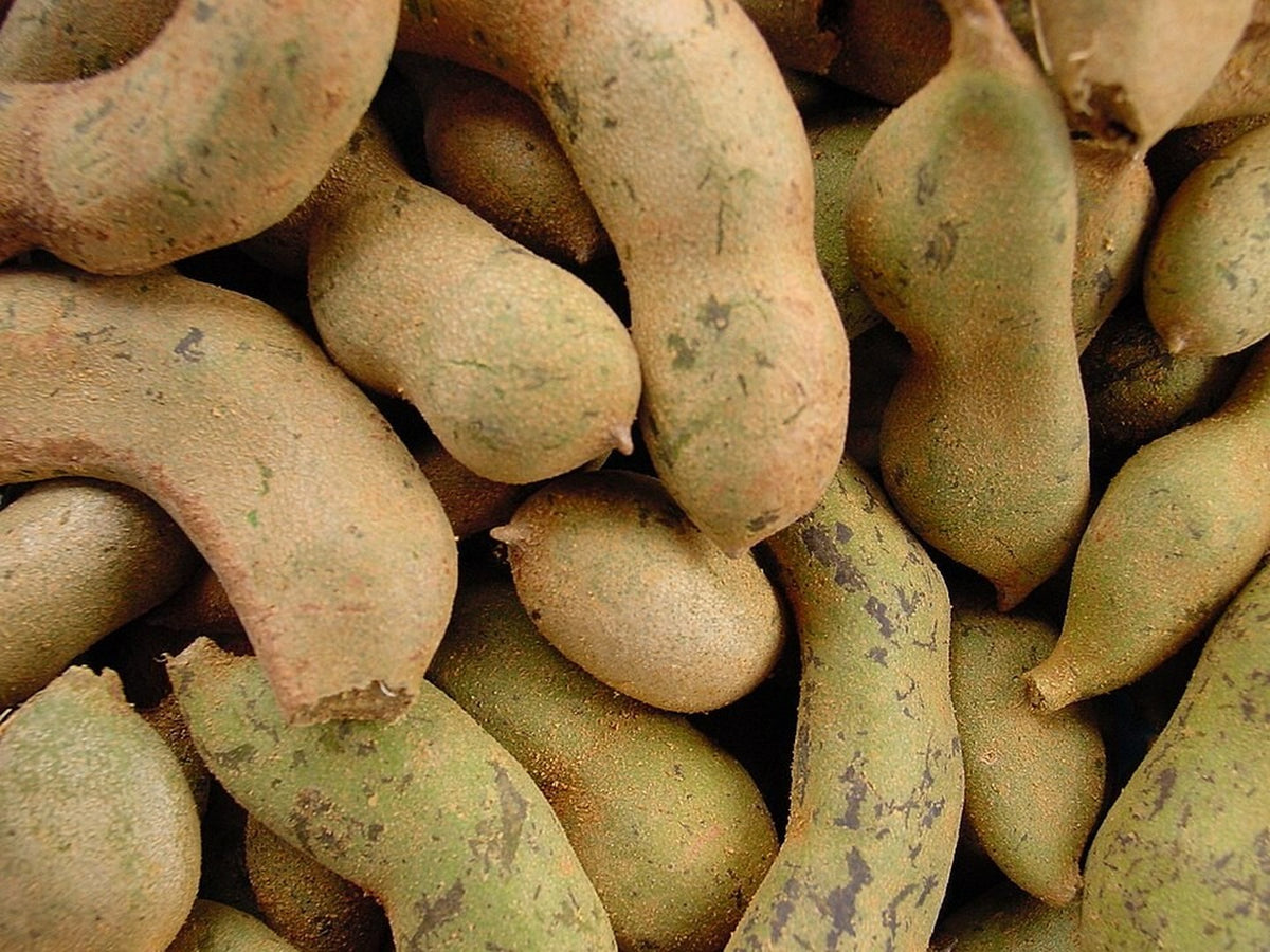 Tamarind Tree live plant ready to ship