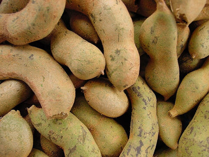 Tamarind Tree live plant ready to ship