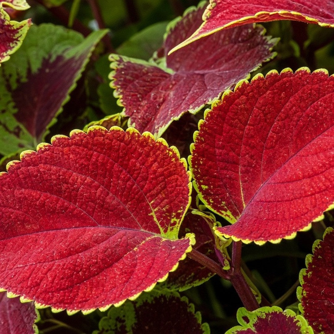 Coleus 'Red Coat' live plant ready to ship