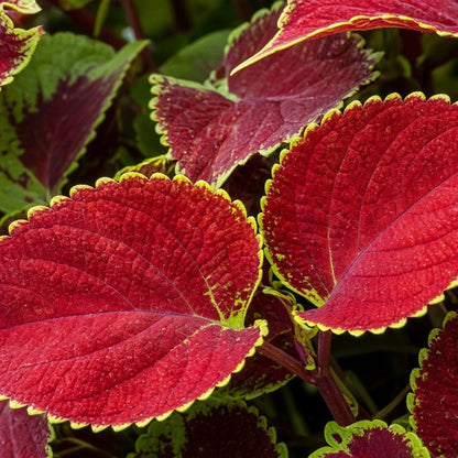 Coleus 'Red Coat' live plant ready to ship