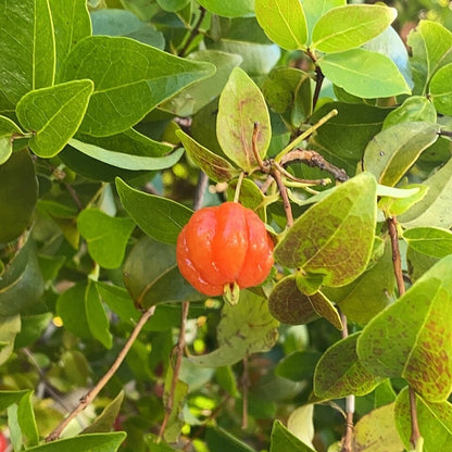 Surinam Cherry live plant ready to ship