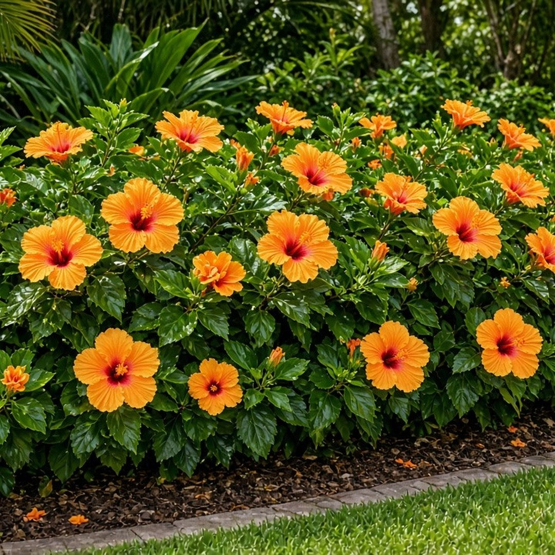 Hibiscus rosa-sinensis 'Joanne' live plant for sale