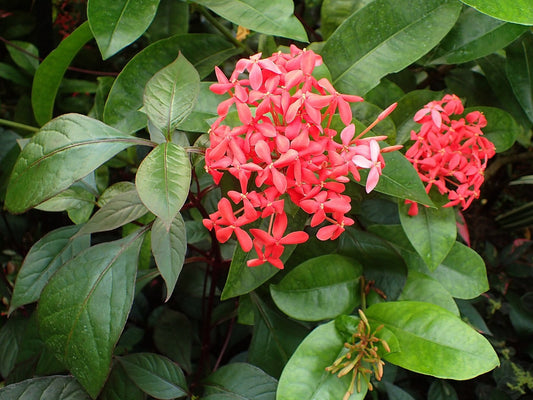 Ixora 'Nora Grant' bare-root starter plant