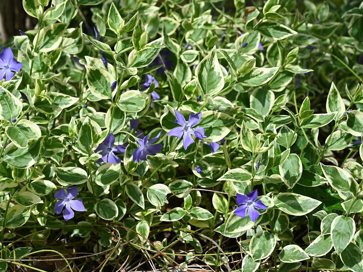 Vinca 'Mojo Variegated' live plant ready to ship