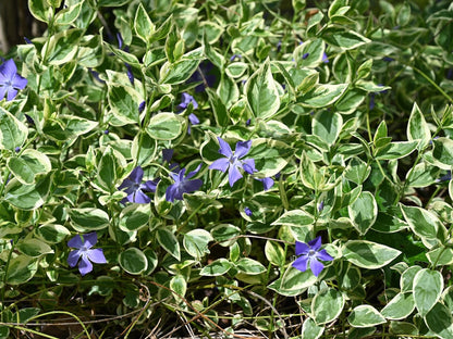 Vinca 'Mojo Variegated' live plant ready to ship