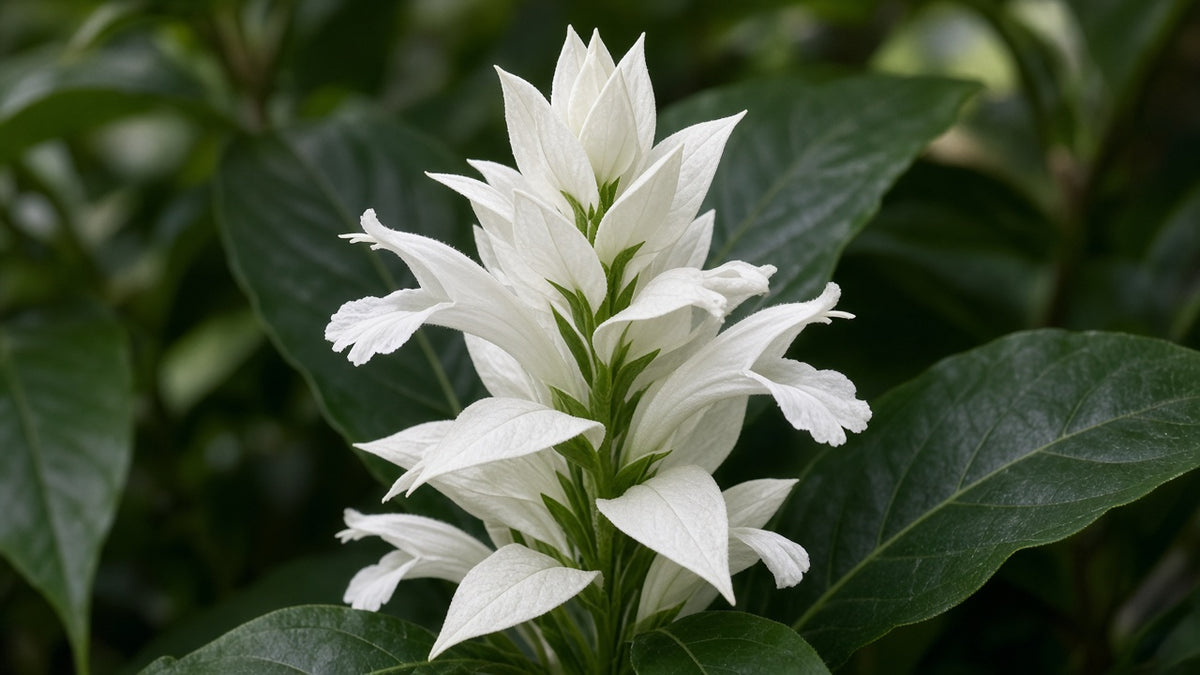 Whitfieldia 'White Candle' Shrimp Plant live plant from Florida Plants Nursery