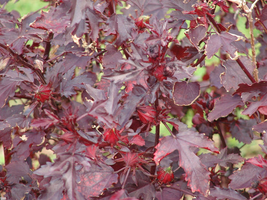 Cranberry Hibiscus live plant for sale