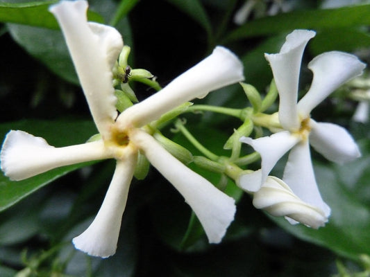 Confederate Jasmine live plant for sale