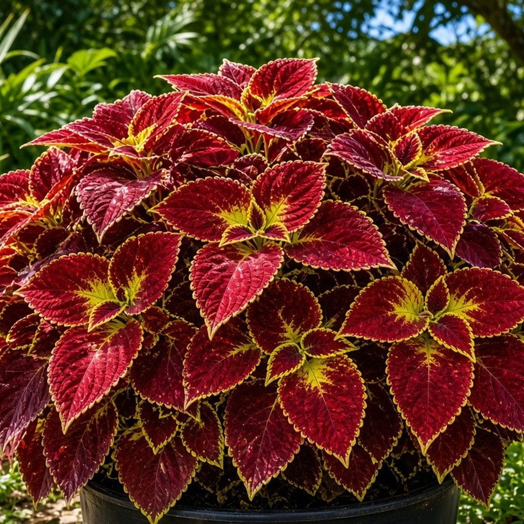 Coleus 'Red Coat' live plant from Florida Plants Nursery