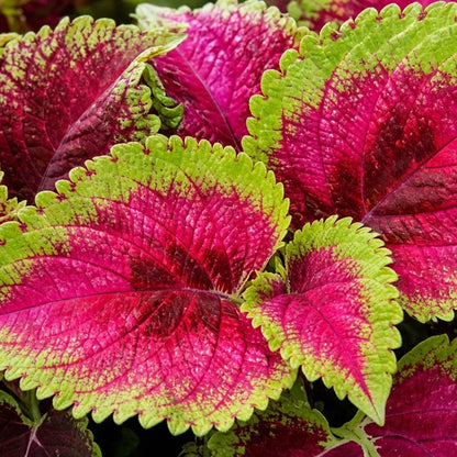 Coleus 'Carnival' live plant from Florida Plants Nursery