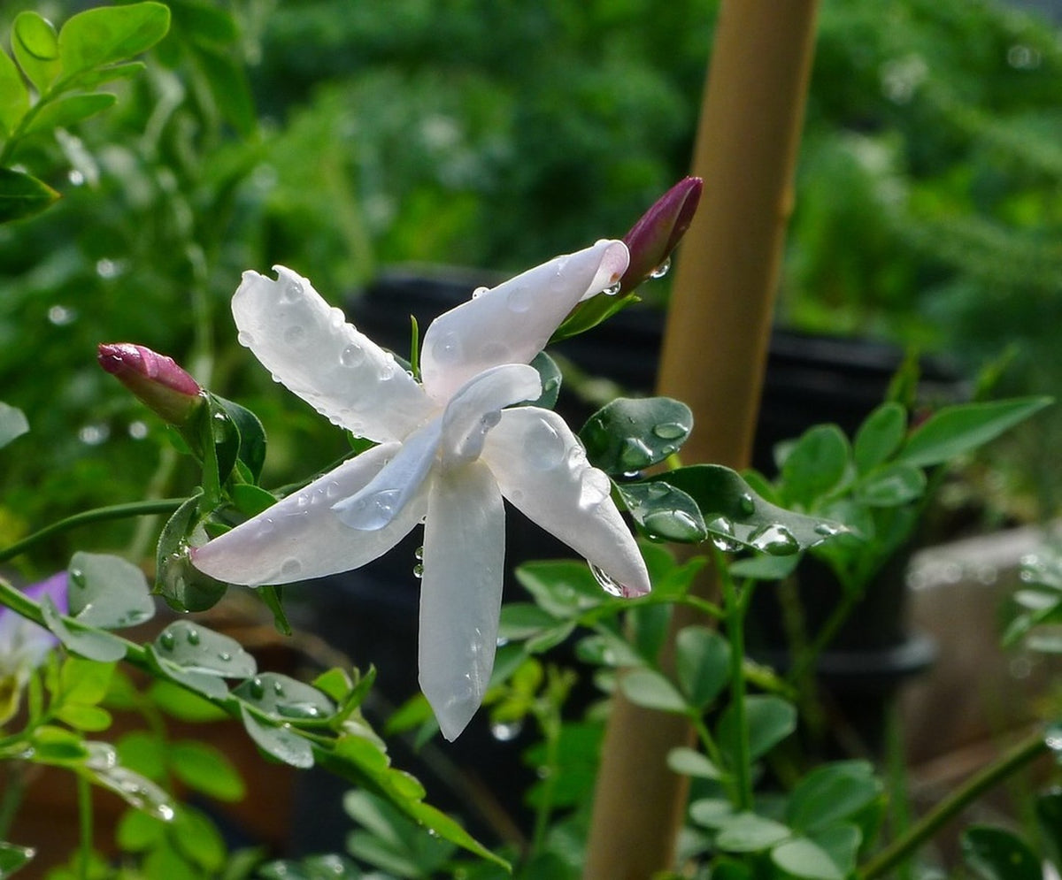 Jasminum officinale 'Flore Pleno' Poet's Jasmine live plant from Florida Plants Nursery