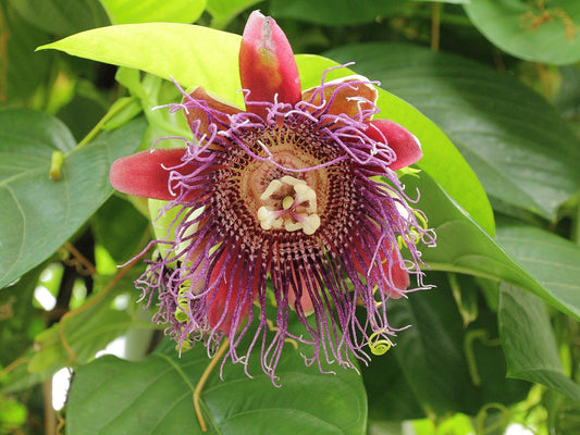 Passiflora 'Giant Granadilla Yellow' live plant for sale
