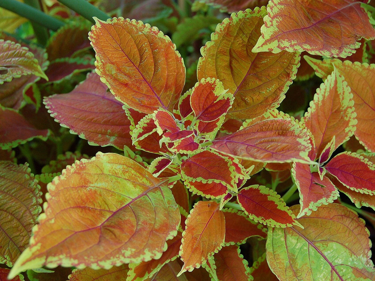 Coleus 'Rustic Orange' bare-root starter plant