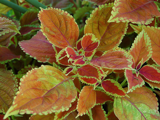 Coleus 'Rustic Orange' bare-root starter plant