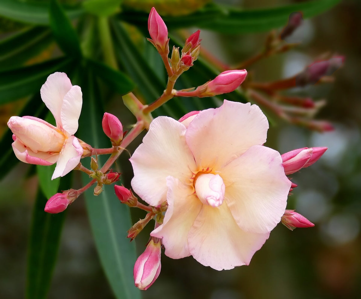 Dwarf Oleander 'Salmon' live plant from Florida Plants Nursery