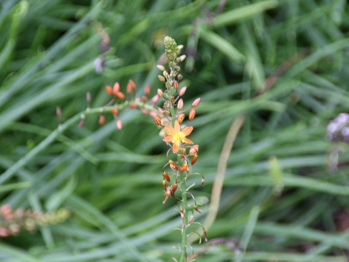 Bulbine 'Hallmark Orange' live plant for sale