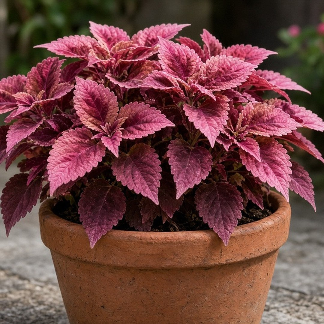 Coleus 'Florida Sun Rose' live plant ready to ship