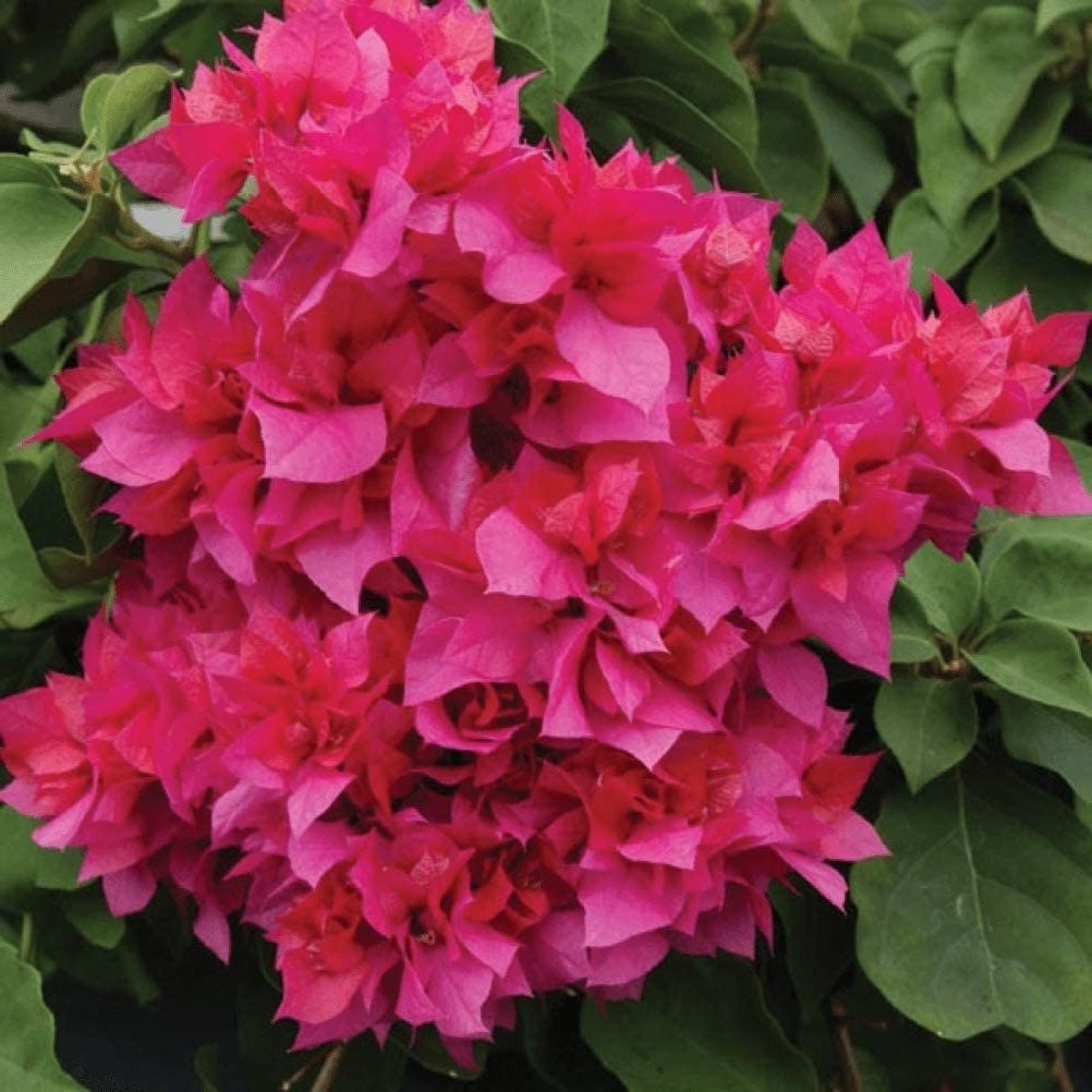 Red Bougainvillea Live Plants - 2 (Two) Live Red Bougainvillea Flower Plants - Live Flower Plants - Bougainvillea Plant