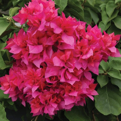Red Bougainvillea Live Plants - 2 (Two) Live Red Bougainvillea Flower Plants - Live Flower Plants - Bougainvillea Plant